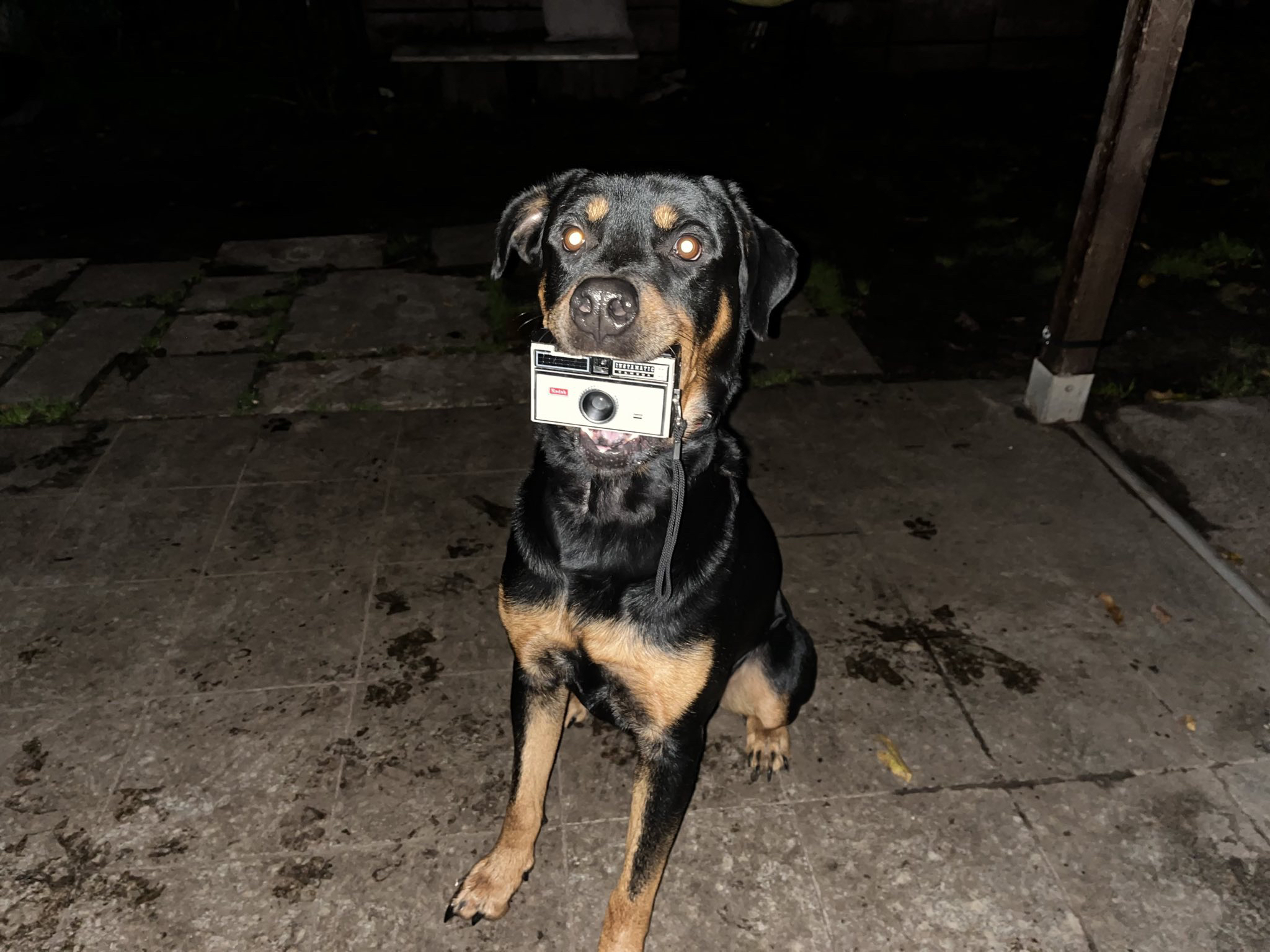 a dog holding a camera in his mouth